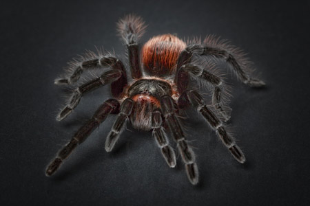 عکس عنکبوت رتیل ترسناک tarantula spider wallpaper
