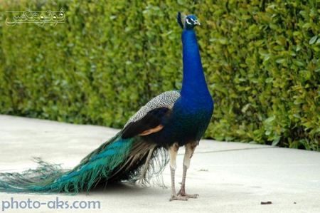 عکس منتخب طاووس زیبا aks tavoos