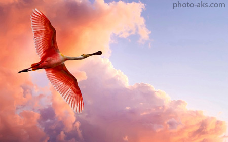 پرواز پرنده فلامینگو صورتی pink flamingo fly in sky