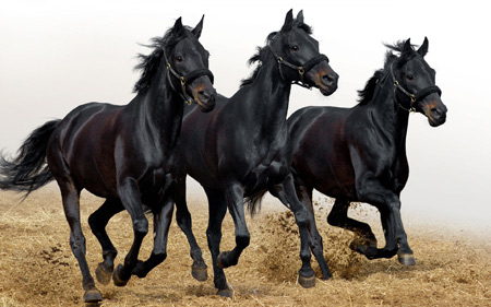 عکس سه اسب سیاه در حال دویدن three black horses