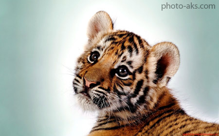 عکس توله ببر بامزه tiger kitten cute