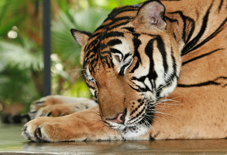 عکس ببر خسته در خواب tiger sleep rest