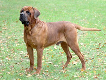 خطرناکترین سگ دنیا tosa inu dog