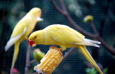 عکس پرنده طوطی زرد yellow parrot eating