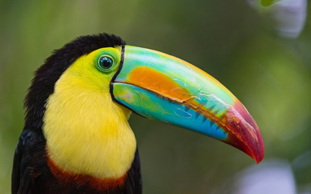 عکس منقار پرنده توکان toucan bird beautiful