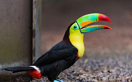 عکس پرنده رنگارنگ توکان toucan bird colorful