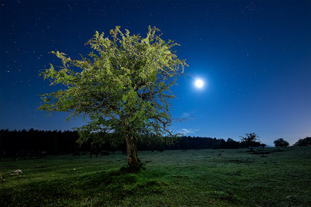 تک درخت زیبا در شب tree nigh sky