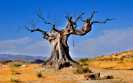 تک درخت خشکیده در بیابان dead tree in desert