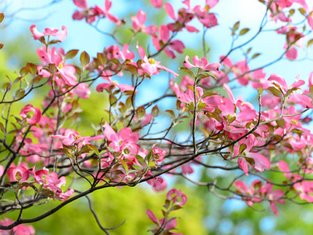 شکوفه گلهای بهاری صورتی tree flowers bloom