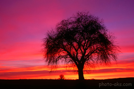 عکس تک درخت زیبا در طلوع tree sunrises picture