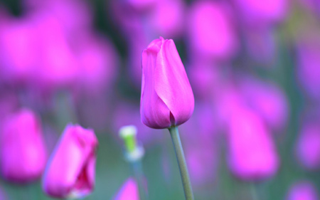 غنچه گل لاله ارغوانی tulips flower bud stem