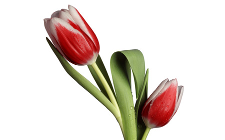 عکس شاخه گل لاله زیبا tulip flower beanch