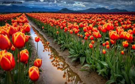 مزرعه گل های لاله  tulipes farm wallpaper
