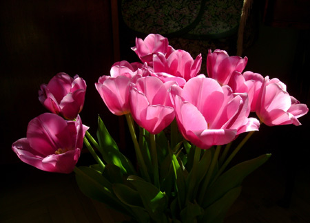 شاخه گل های لاله صورتی زیبا tulips flowers bouquet