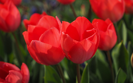 عکس جوانه گل های لاله tulips flowers buds
