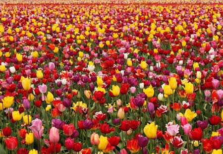 عکس دشت گل های لاله زیبا tulips flowers field spring