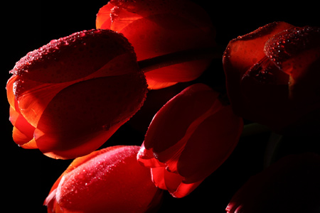 عکس گل های لاله قرمز tulips flowers shade