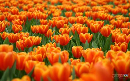 مزرعه گل های لاله هلند holand tulips orange flowers
