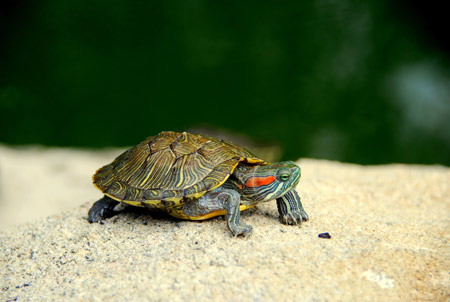 عکس لاک پشت کوچولو turtle shell legs head