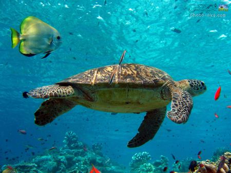 والپیپر لاک پشت در اعماق دریا turtle wallpaper