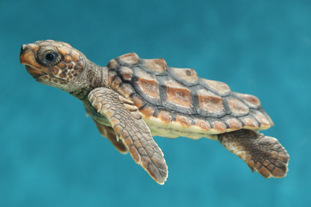 عکس بچه لاکپشت در حال شنا turtles babu swiming