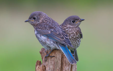 عکس دو پرنده آبی زیبا کمیاب two blue birds