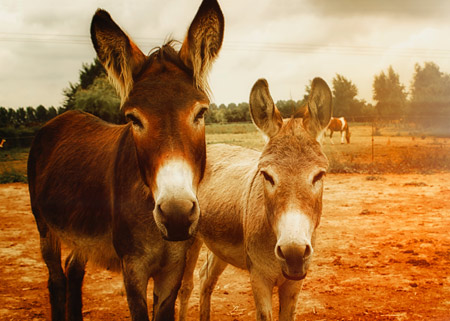 عکس دو خر قهوه ای two brown donkeys
