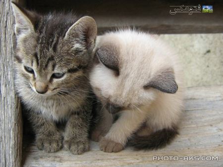دو بچه گربه بامزه two little cat