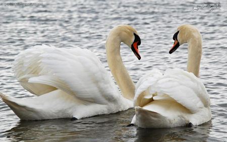 عکس دو قو عاشق two lovely swans