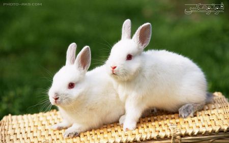 عکس دو خرگوش سفید two white rabbit