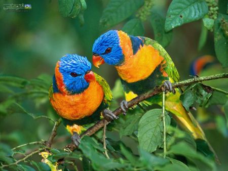 والپیپر زیبای طوطی های رنگی  colorfull parrots wallpaper