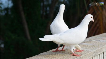 عکس دو کبوتر سفید two white dove