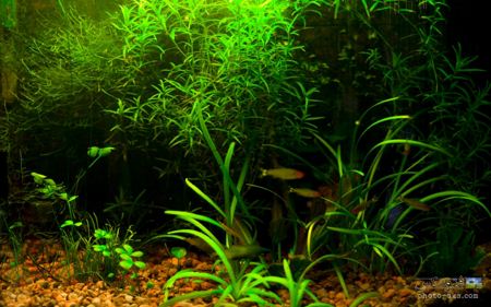 آکواریوم سرسبز underwater green nature