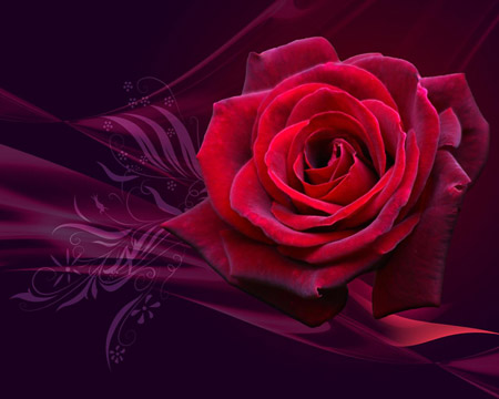 پوستر گل رز برای روز ولنتاین valentine daye rose flower