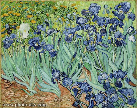 نقاشی ونکوک van gogh irises painting
