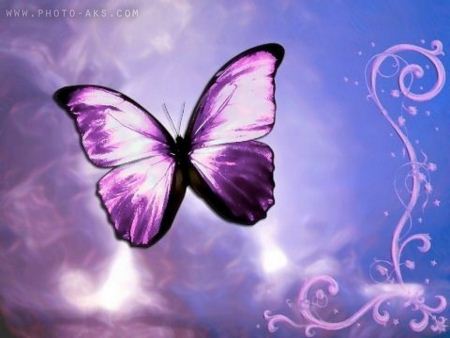 پروانه بنفش در حال پرواز violet butterfly