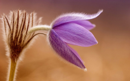 گل بنفش بسیار زیبا پرز دار Japanese Anemone Purple Flower