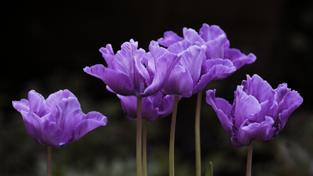 تصاویر گلهای بهاری بنفش زیبا violet flowers spring