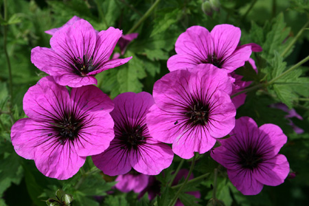 تصویر گل های ارغوانی بهاری Purple flowers