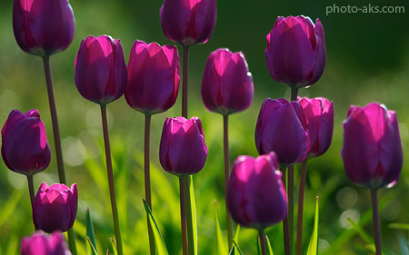 گل لاله بسیار زیبای بنفش violet tulips flower