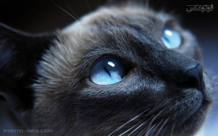 گربه سیاه و چشم آبی blue eye cat