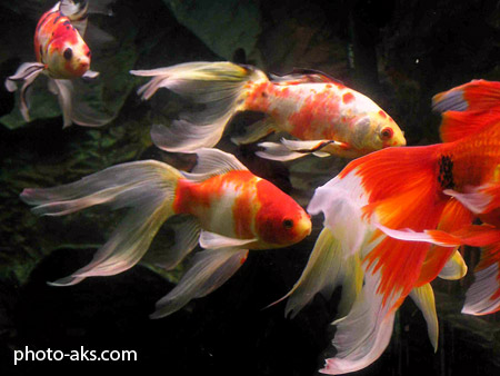ماهی طلایی golden fish
