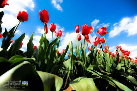 والپیپر اچ دی گل های لاله hd wallpaper of tulips