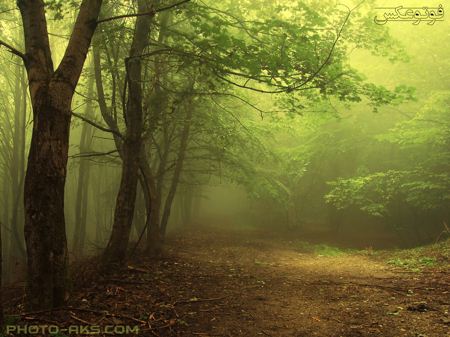 طبیعت جنگل مه آلود forest nature fog