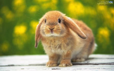 عکس بامزه از خرگوش بالغ best rabbit wallpapers