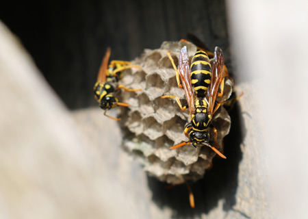 عکس کندو زنبور زرد vespula bee wallpaper