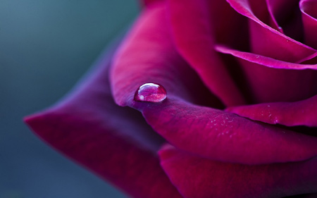 عکس گل رز زیبا و قطره شبنم water drops rose flower