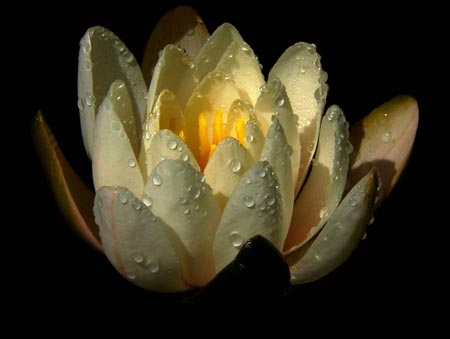 عکس گل لیلیوم زیبا باطراوت water lily drops