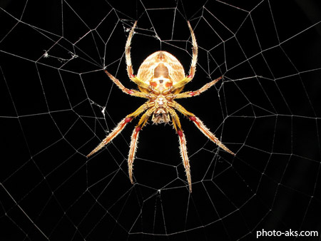 تار عنکبوت web spider