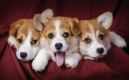 توله سگ های پاپی بامزه puppies dogs wallpaper